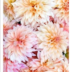 Meet your Posher, Jesse