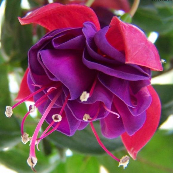 Meet your Posher, Ella - Picture 1 of 1