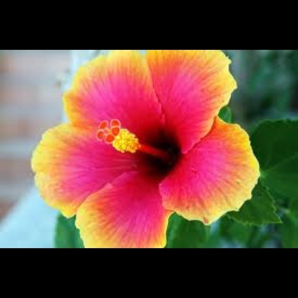 Meet your Posher, Alesia - Picture 3 of 5