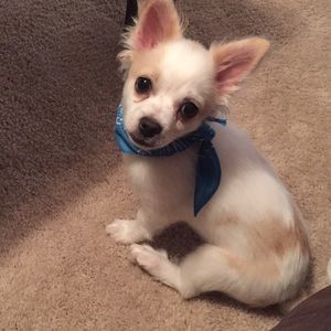 Meet your Posher, Samantha