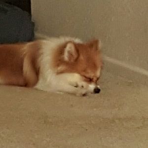 Meet your Posher, Brian