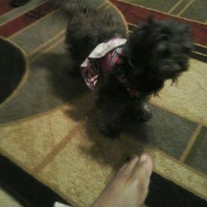 Meet your Posher, Patsy