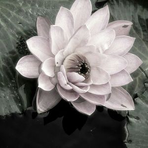 Meet your Posher, Leslie