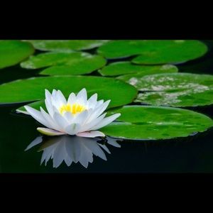 Meet your Posher, Hoai