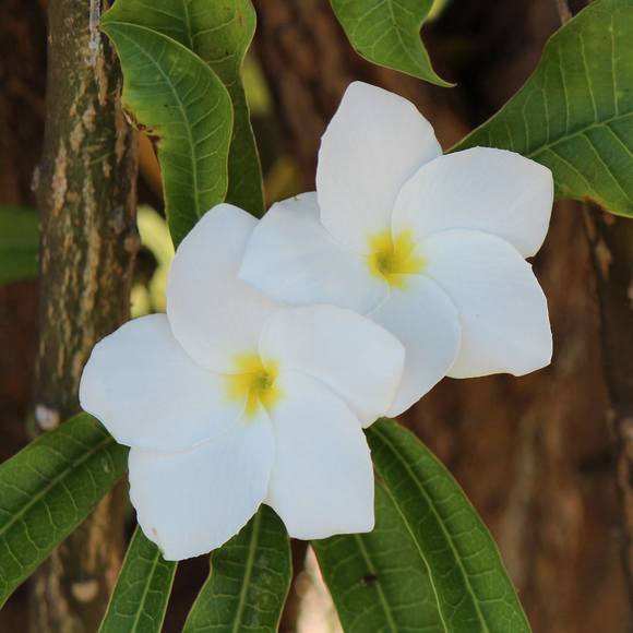 Meet your Posher, Tersha