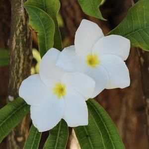 Meet your Posher, Tersha