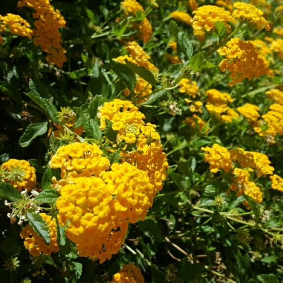 🎁DESIGNER BAGS, WALLETS, BRACELET AND MORE🎁 - Picture 3 of 3