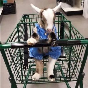 Meet your Posher, Molly