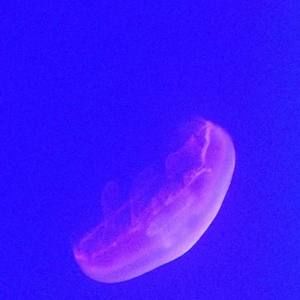 Meet your Posher, Silvana