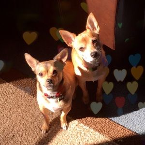 Meet your Posher, Carla