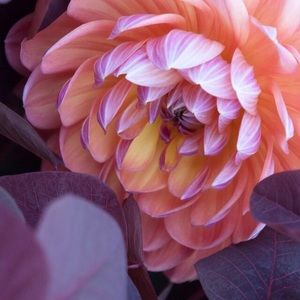 Meet your Posher, Debra