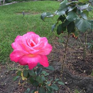 Meet your Posher, Suong