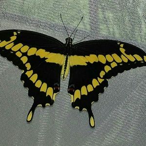 Meet your Posher, Rhonda