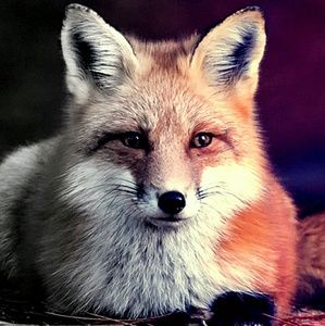 Meet your Posher, Bryanna