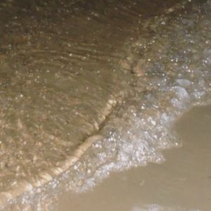 Meet your Posher, Scarlett