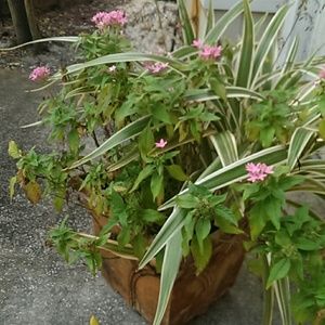 Meet your Posher, Ailin