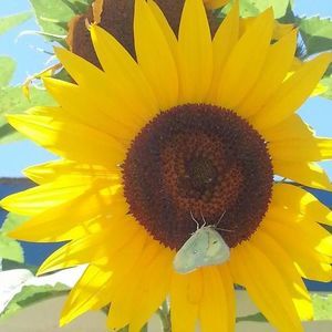 Meet your Posher, Melodee