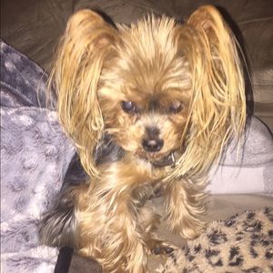 Meet your Posher, Holly