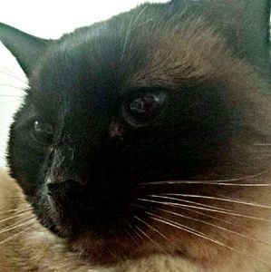 Meet your Posher, Amber