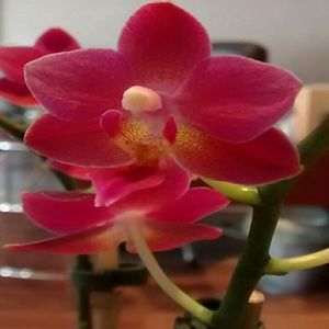 Meet your Posher, Ida