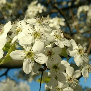 Meet your Posher, Shin-mei