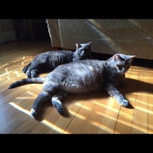 Meet your Posher, Misty