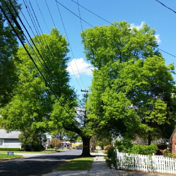 Meet your Posher, Alice - Picture 1 of 1