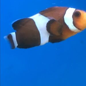 Meet your Posher, Shari