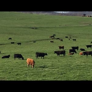 Meet your Posher, Krista