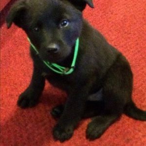 Meet your Posher, Joe