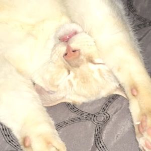 Meet your Posher, Heidi