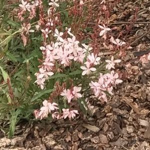 Meet your Posher, Marciana