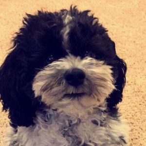 Meet your Posher, Jasmine