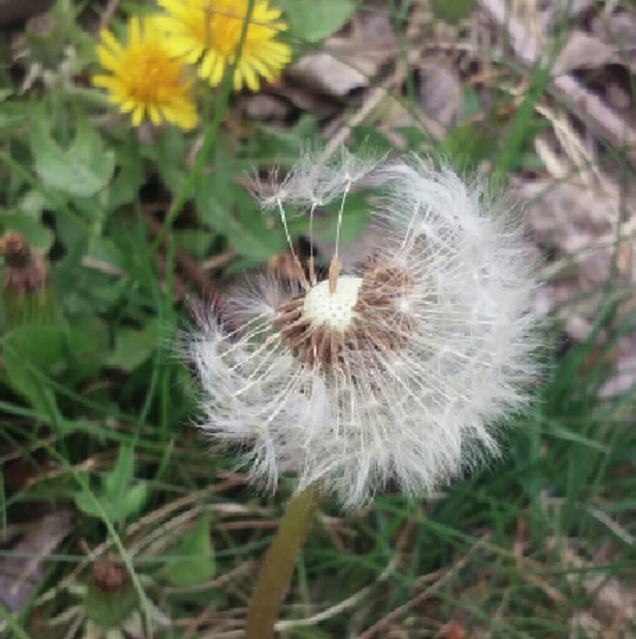 Meet your Posher!!! - Picture 4 of 4