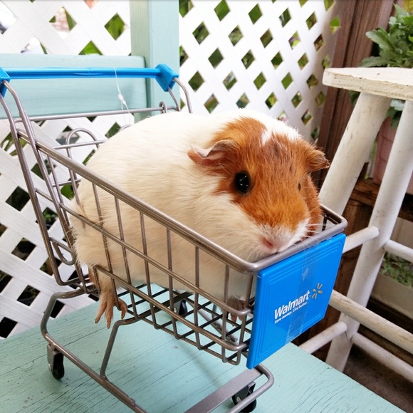 HI POSH SELLERS/BUYERS!  I'M NORDYPANCAKE  😁 - Picture 3 of 4