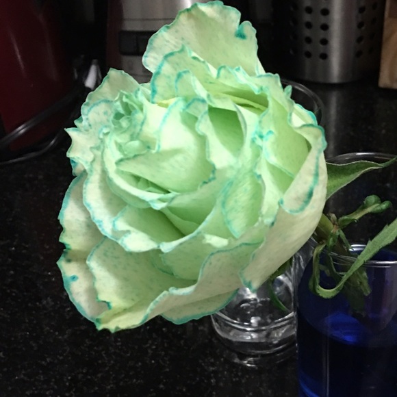 Meet your Posher, Margarita