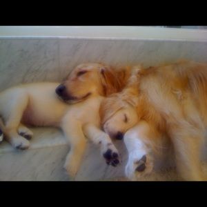 Meet your Posher, Pam