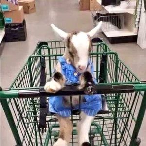 Meet your Posher, Linda