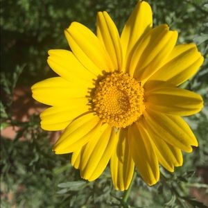 Meet your Posher, Amaya