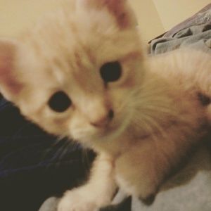 Meet your Posher, Nina