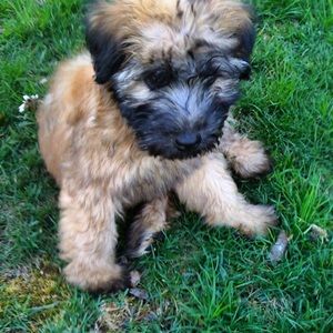 Meet your Posher, Joyce