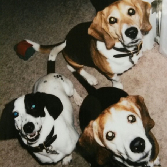 Meet your Posher, Amy - Picture 2 of 4