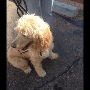 Meet your Posher, Susan