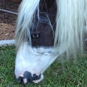 Meet your Posher, Lynne