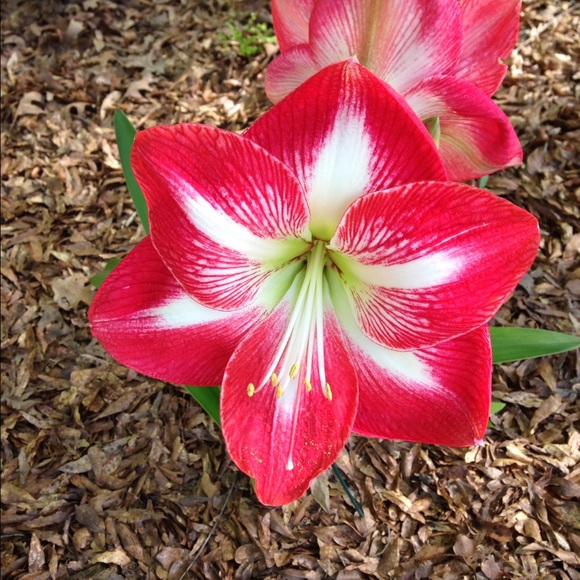 Meet your Posher, Donna - Picture 4 of 4