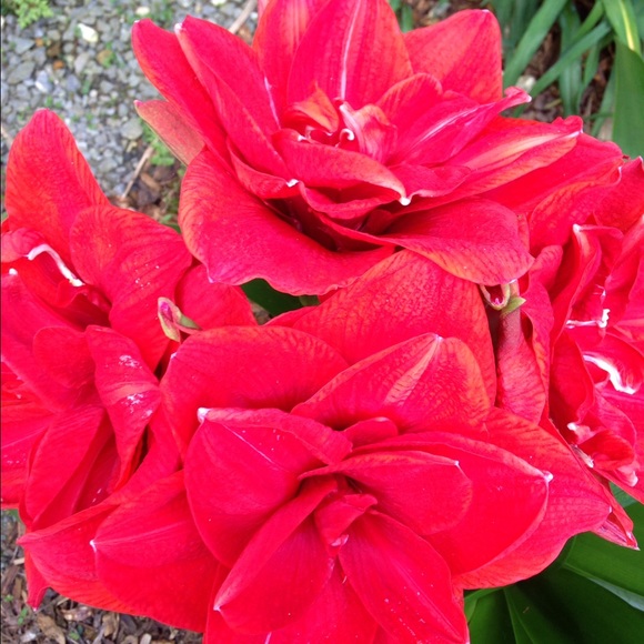 Meet your Posher, Donna - Picture 2 of 4