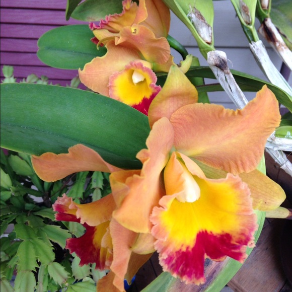 Meet your Posher, Donna - Picture 3 of 4