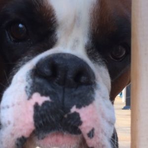 Meet your Posher, Dawn