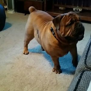 Meet your Posher, Renee