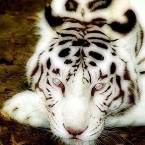 Meet your Posher, Margay